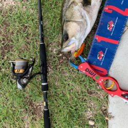 東郷池シーバス