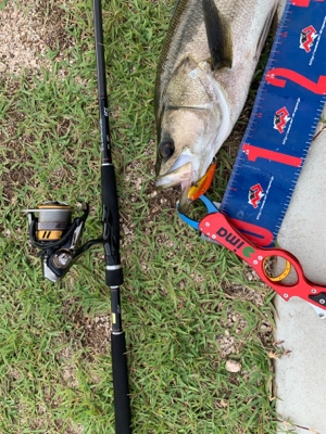 東郷池シーバス