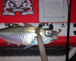 アジング練習 34