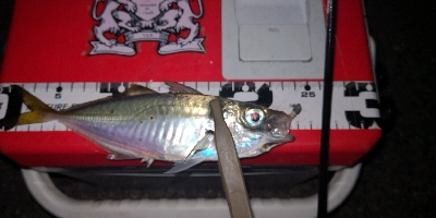 アジング練習 34