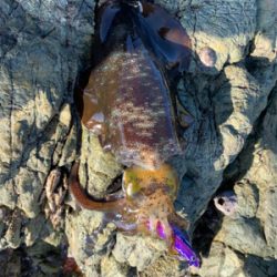 オオモンハタ狙いで