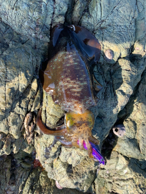 オオモンハタ狙いで