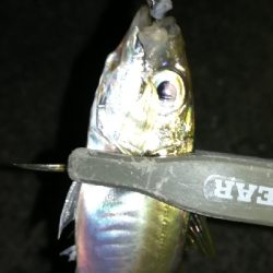 ナイトアジング