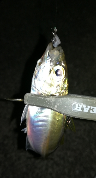 ナイトアジング