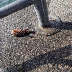 旬間近のかわはぎ釣り