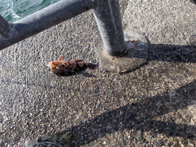 旬間近のかわはぎ釣り