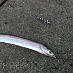 やっと今年初の！