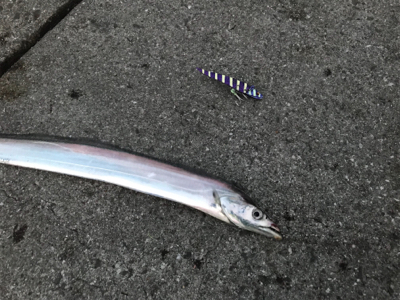 やっと今年初の！