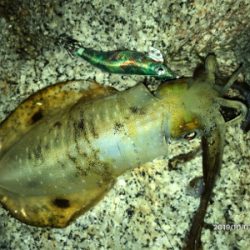 まずめエギング