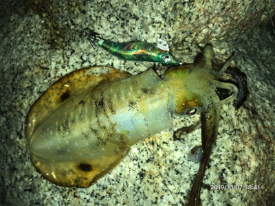 まずめエギング