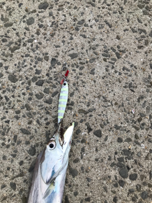 太刀魚渋め