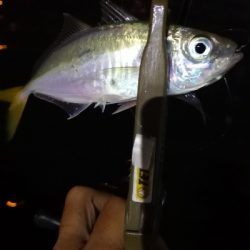 アジング練習 35五匹