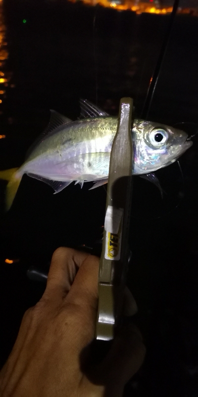 アジング練習 35五匹