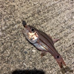 シーバス狙いの夜釣りのはずが、、