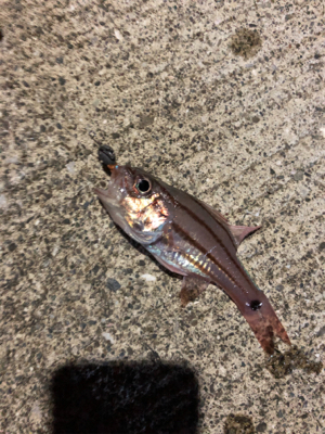 シーバス狙いの夜釣りのはずが、、