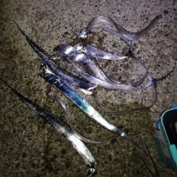 タチウオ好調♪