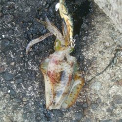 アオリイカ5杯！！