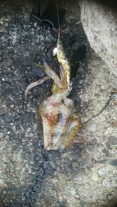 アオリイカ5杯！！