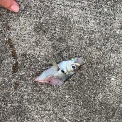 ミニ波止で五目釣り達成