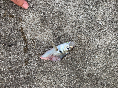 ミニ波止で五目釣り達成