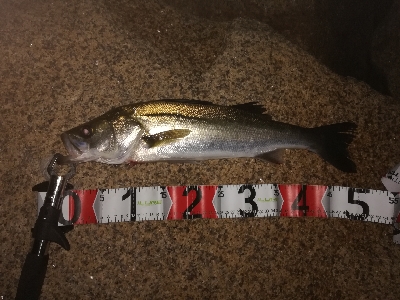 シーバスつ抜け