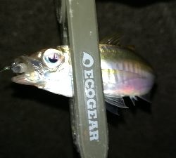 ナイトアジング