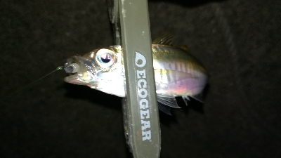 ナイトアジング