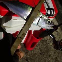 アジング練習 36