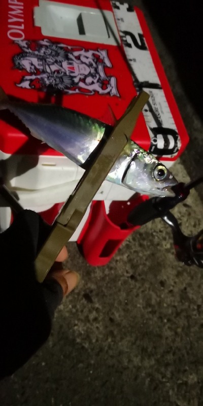 アジング練習 36