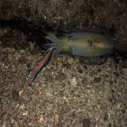 1時間半でアオリ5杯