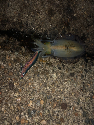 1時間半でアオリ5杯