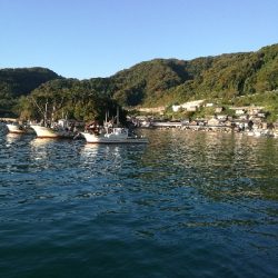 アオリイカ調査