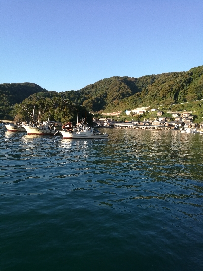 アオリイカ調査