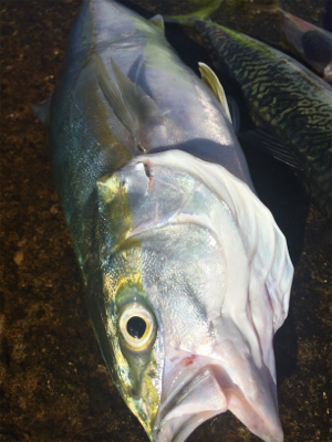 いまいち伸びない