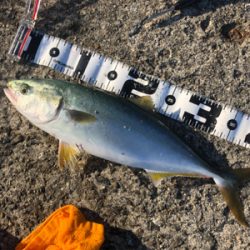 台風前の荒食い狙って…リベンジ編