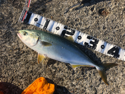 台風前の荒食い狙って…リベンジ編