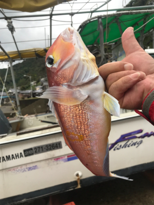 知り合いの船でアマダイ狙い！