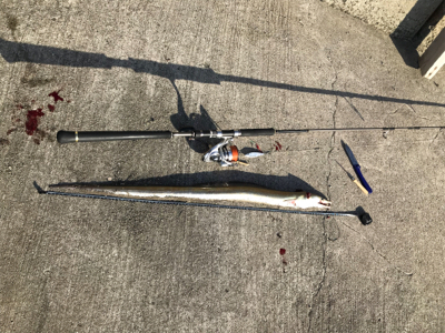 デカ太刀魚かと思いきや…。