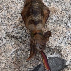 タチウオ後アオリ