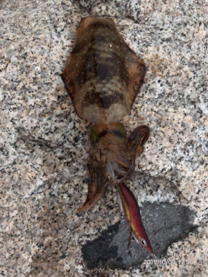 タチウオ後アオリ