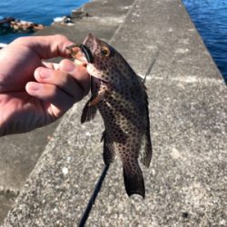 なんも釣れん。