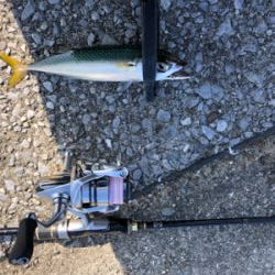 昼間のアジング