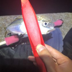 夕まづめ場所がよかった！？