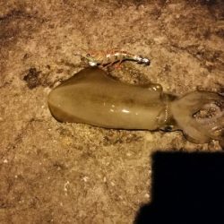 Let’s　秋イカ　エギング～