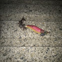 アオリイカとエギが釣れた！