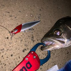 某有名橋脚ポイントでなんと！