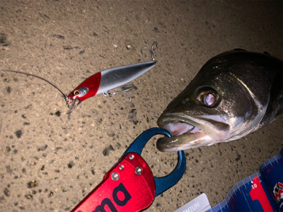 某有名橋脚ポイントでなんと！