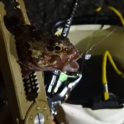 アジング練習 37