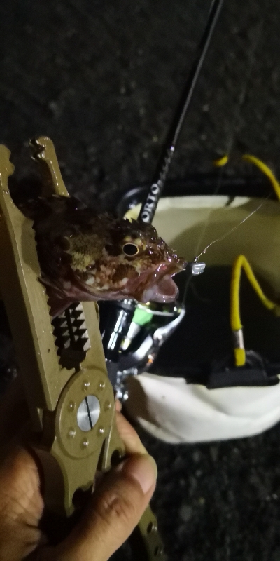 アジング練習 37