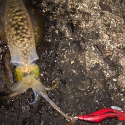台風前にエギング